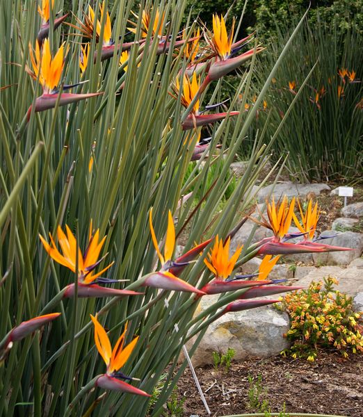 Strelitzia juncea